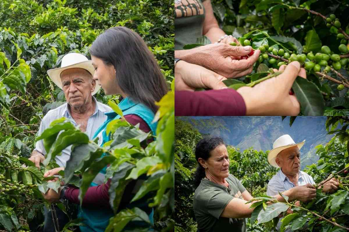 Caficultura sostenible en Sonsón: más de 80 familias se beneficiarán con alianza entre Cornare y el Comité de Cafeteros