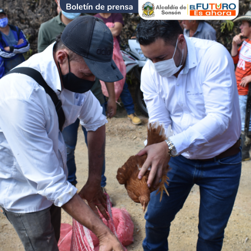 Gallinas ponedoras