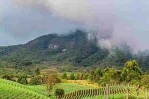 El Cerro La Vieja es uno de los ecosistemas más ricos de Sonsón