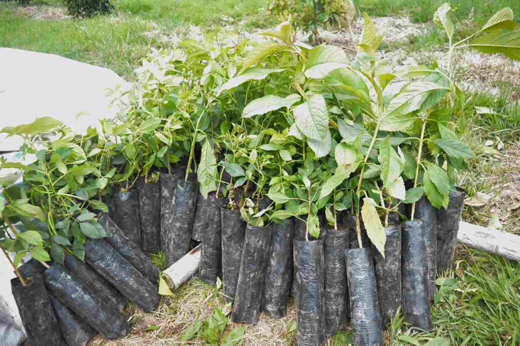 Reforestación y conservación en Sonsón: compromiso con el medio ambiente