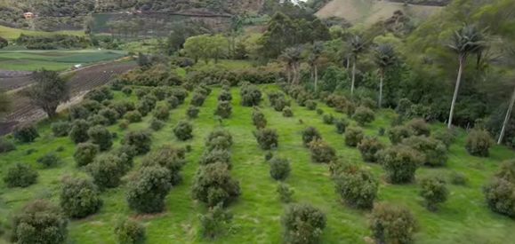 Sonsón: Beneficios del cultivo de aguacate desde la Finca El Tejar