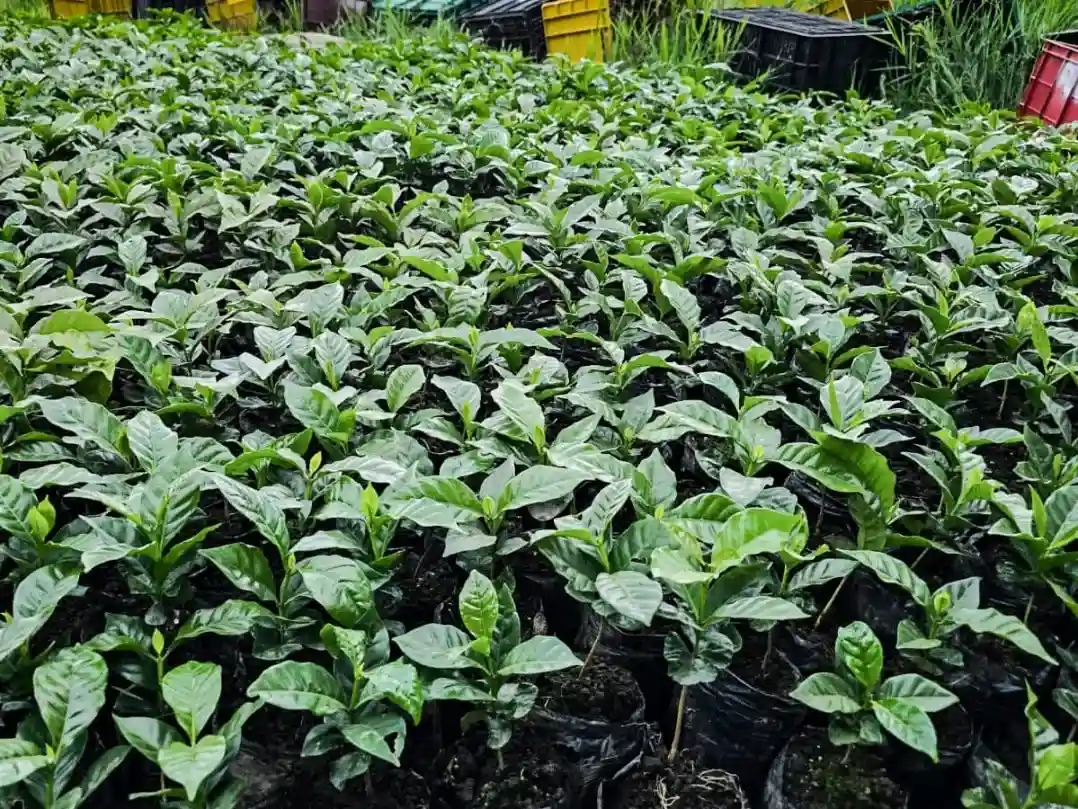 Culminamos con éxito la entrega de los 210 mil almácigos de café