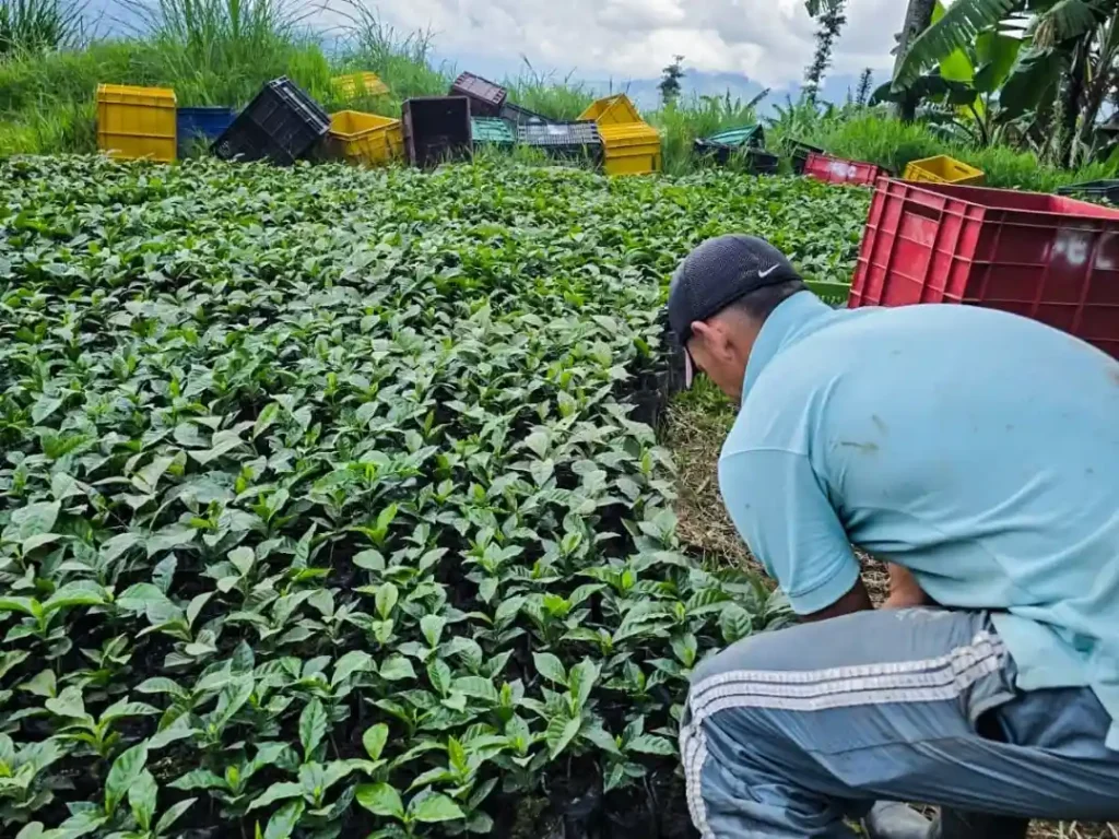 Almácigos de Café en Sonsón