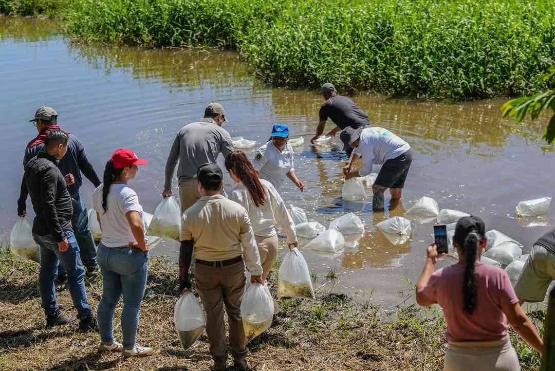 ¡Más de 130 mil alevines de bocachico ya nadan en el Río La Miel!